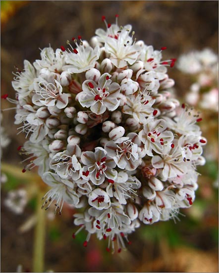 sm 419 Coast Buckwheat.jpg - Coast Buckwheat (Eriogonum latifolium): A native that only likes to live near the coast.